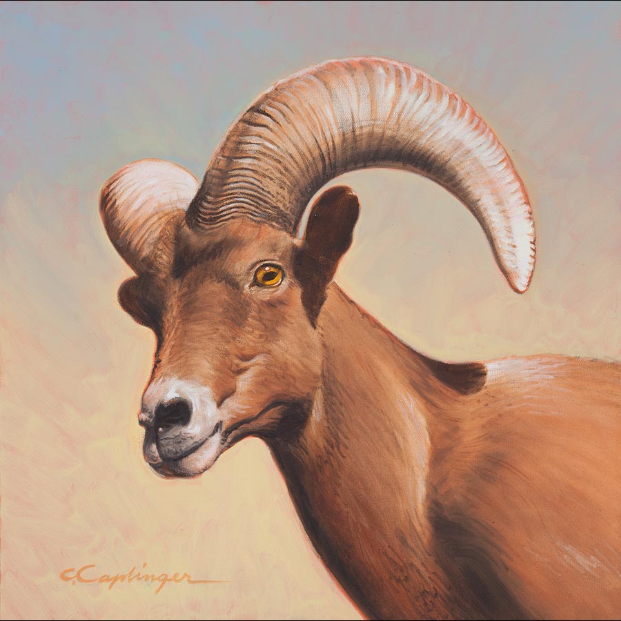 Big Horn Sheep