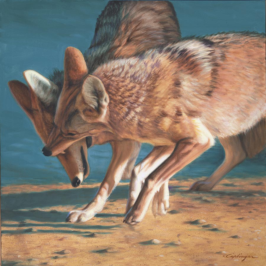 Desert Wildlife Paintings by Chuck Caplinger