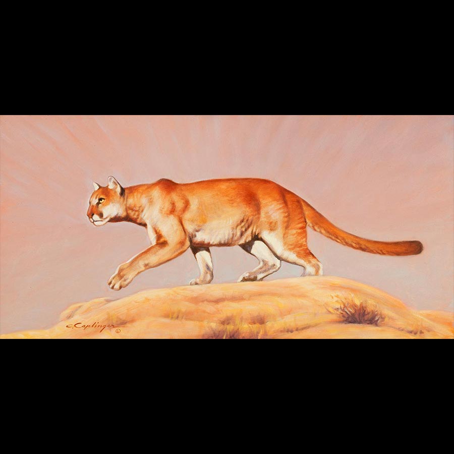Desert Wildlife Paintings by Chuck Caplinger