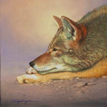 Coyote by Chuck Caplinger